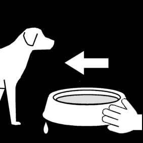 give water to the dog